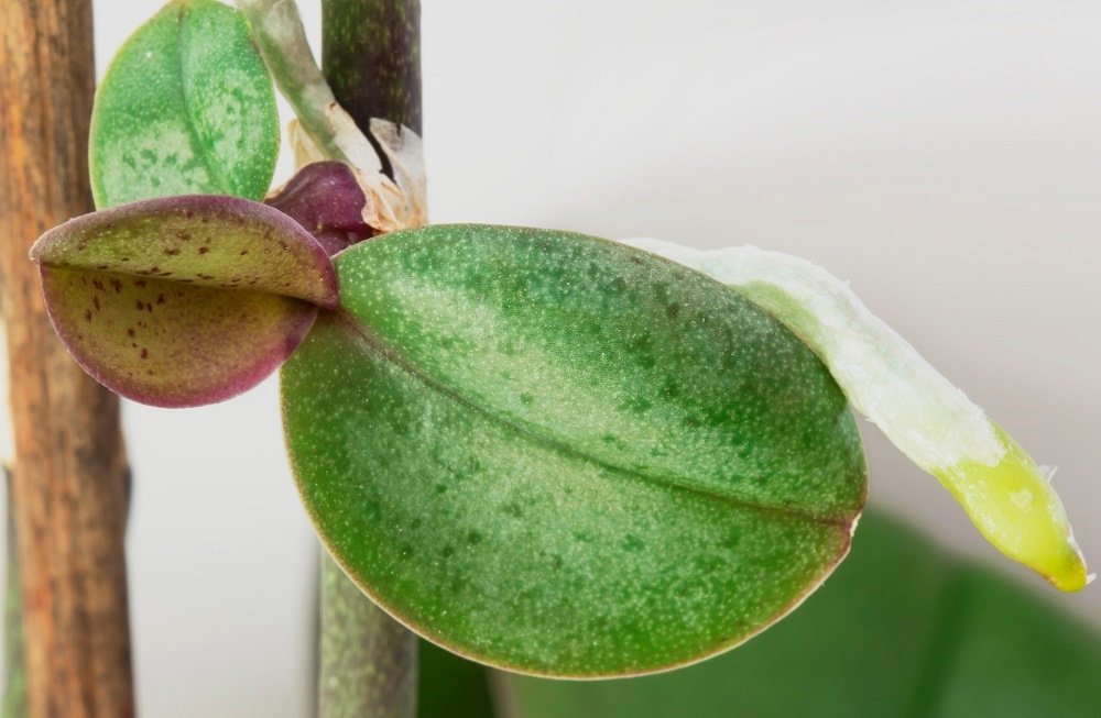 Способы и ошибки размножения орхидеи в домашних условиях
